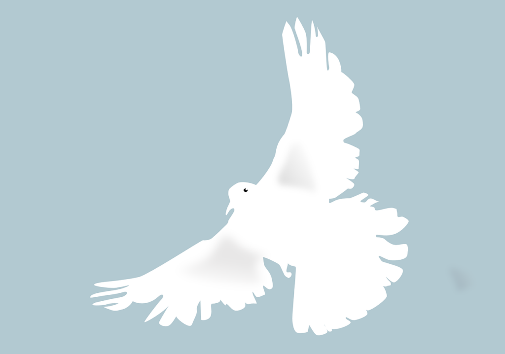 dove, peace dove, animal-153116.jpg