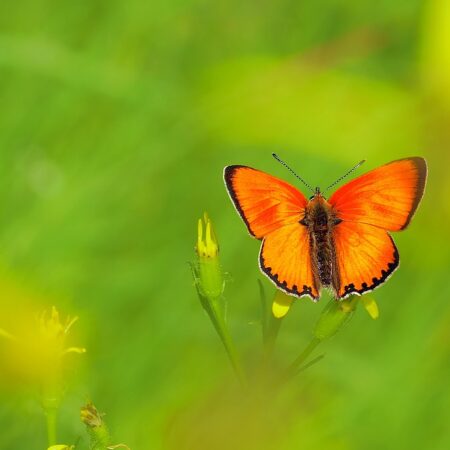 ducat butterfly, bluish, male-1379525.jpg